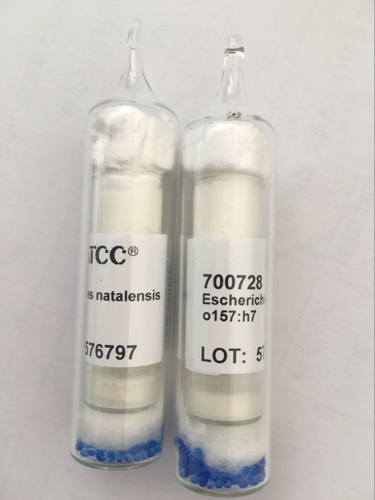 ATCC 14485 嗜热链球菌