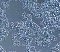 小鼠破骨细胞前体细胞 Raw264.7