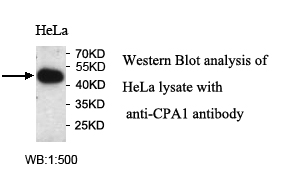 CPA1抗体