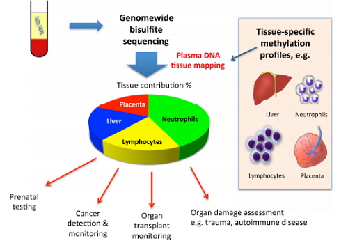 全基因组 DNA 甲基化测序
