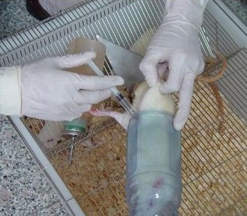 大鼠肝纤维化模型构建