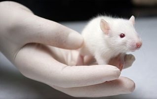 小鼠肠胃吻合模型构建