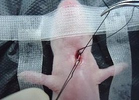 小鼠劲动脉、静脉置管模型构建