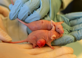 裸鼠肠道癌原位模型构建