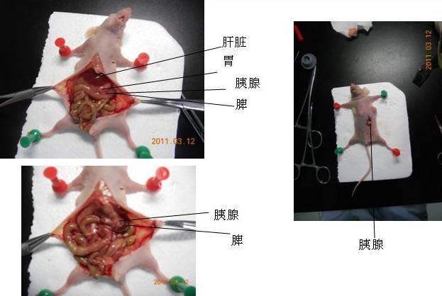 裸鼠胰腺癌原位模型构建