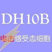 DH10B感受态细胞