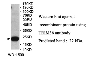 TRIM36抗体