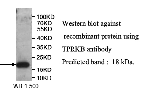TPRKB抗体