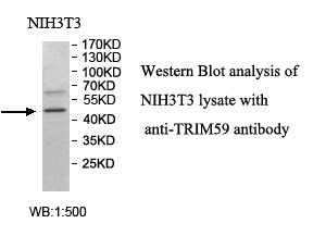 TRIM59抗体