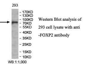 FOXP2抗体