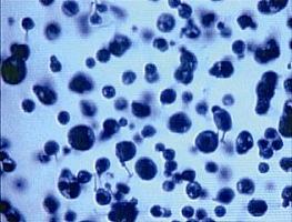 北纳创联蓝色犁头霉 AS 3.65