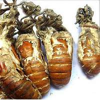 北纳创联蝉花1-13