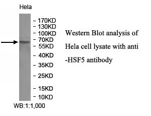 HSF5抗体