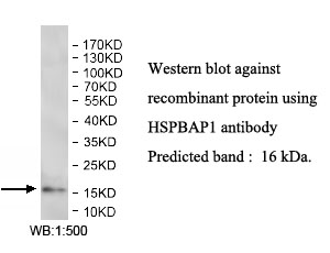 HSPBAP1抗体