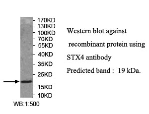 STX4抗体
