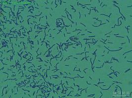 嗜热乳酸链球菌 IFFI6038