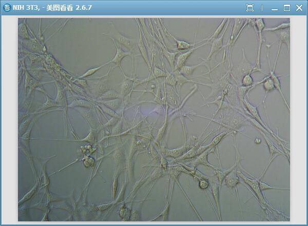 NIH/3T3 小鼠胚胎细胞