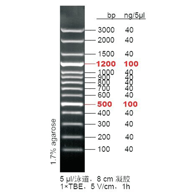 东盛DNA Marker 100 bp ladder plus EB适用 M1071-M1072