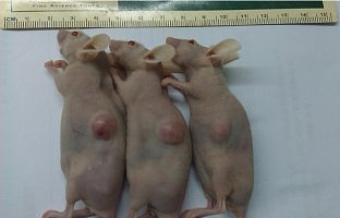小鼠皮下肿瘤动物模型预实验0元秒杀