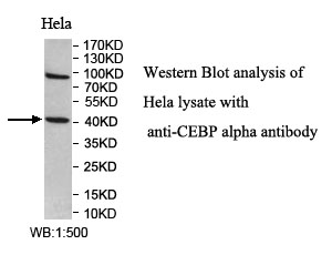 CEBP alpha 抗体