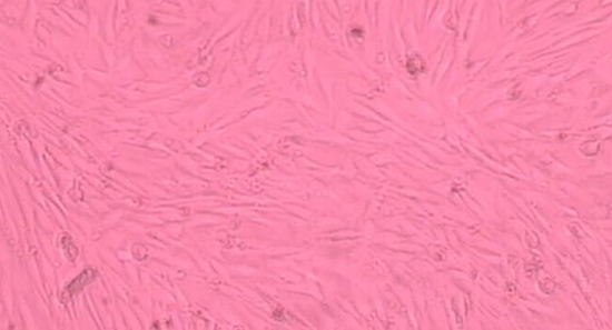 HSC-T6细胞