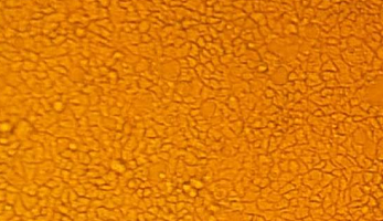 3T3-Swiss albino细胞