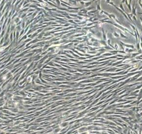Neuro-2a细胞