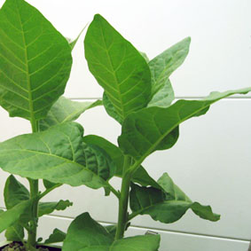 13C Tobacco(Nicotiana tabacum)烟草