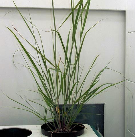 13C Switchgrass(Panicum virgatum)柳枝稷