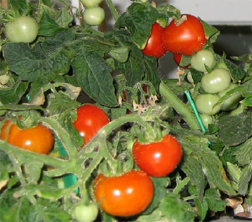 13C Tomato(Solanum lycopersicum) 西红柿