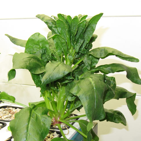 13C Spinach(Spinacia oleracea)菠菜