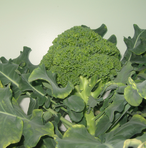 13C Broccoli（Brassica oleracea）西兰花