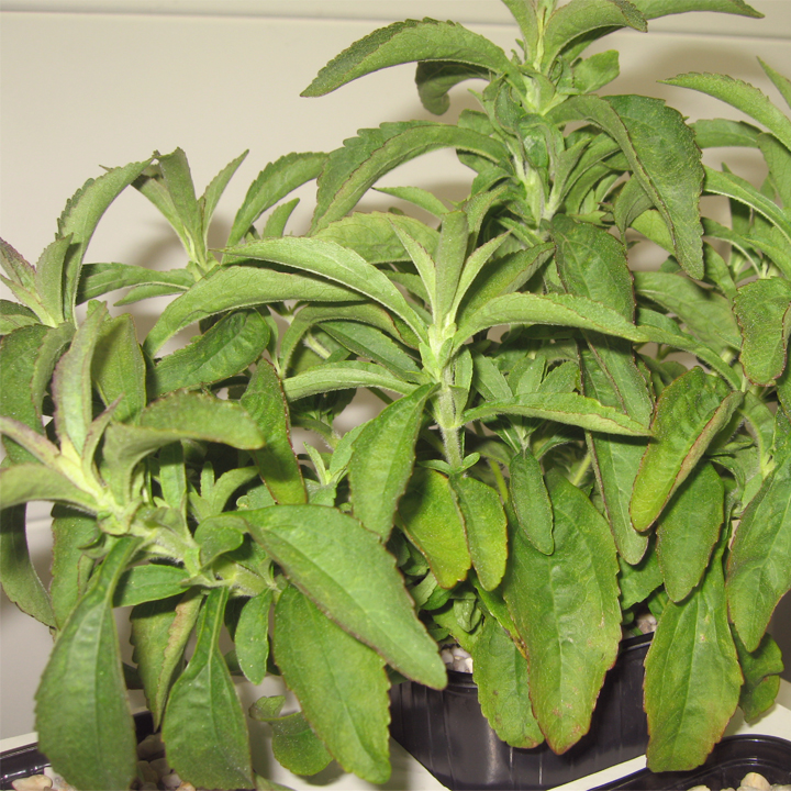 13C Sugarleaf（Stevia rebaudiana）甜叶菊