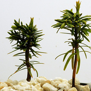 13C Taxus(Taxus baccata)红豆杉