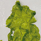 13C Green algae (Chlorophyta and Charophyta) 绿藻