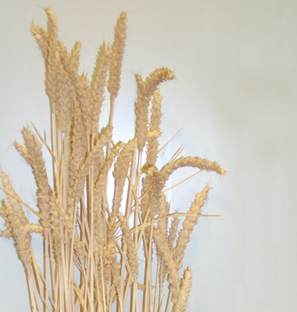 15N Wheat(Triticum aestivum)小麦