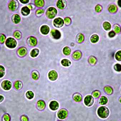  13C +15N Chlorella小球藻属