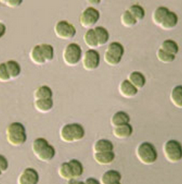 13C Synechocystis集胞藻属