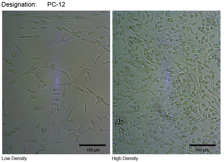 PC-12（高分化） 大鼠肾上腺嗜铬细胞瘤细胞