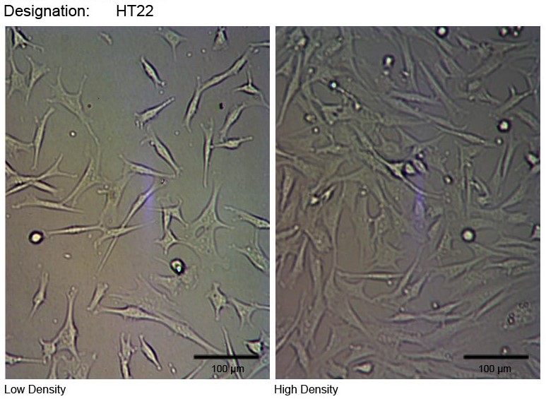 HT22 小鼠海马神经元细胞