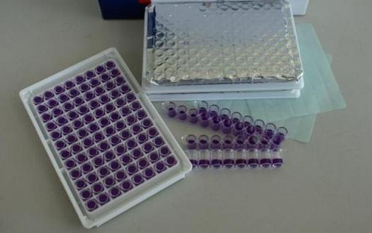 大鼠细胞周期素D2(Cyclin-D2)酶联免疫检测试剂盒