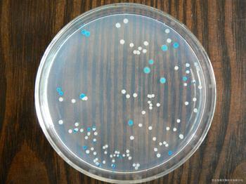 去氧胆酸钠现货供应