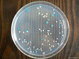 D-蔗糖发酵管现货供应