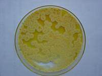 甘露醇氯化钠琼脂培养基上海直销