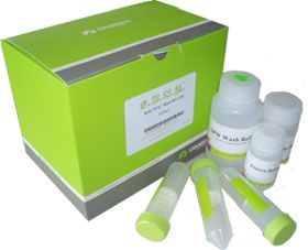 PCR产物纯化实验服务