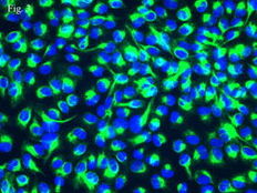 NCI-H460大细胞肺癌细胞实验