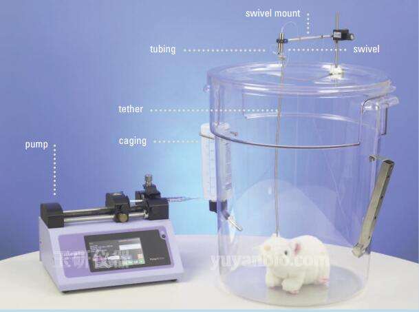 小动物给药笼，小动物连续给药笼