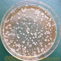 北纳创联浸麻芽孢杆菌