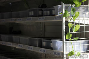 北纳创联停乳链球菌