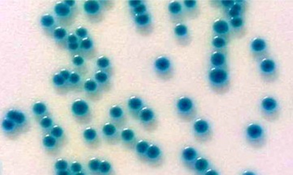 阪崎克罗诺杆菌受损定量质控样品促销